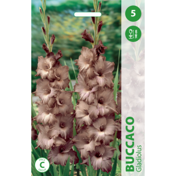 Gladiolus Buccaco