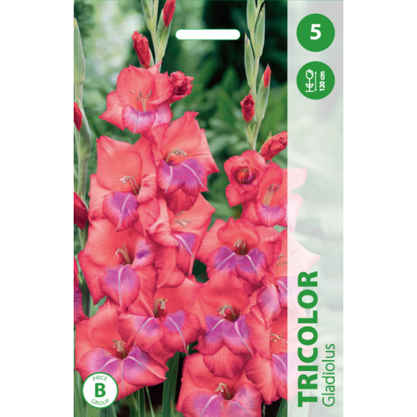 Gladiolus Tricolor