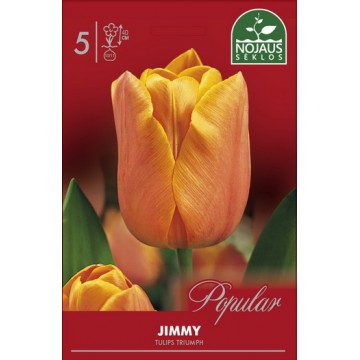 Tulips JIMMY