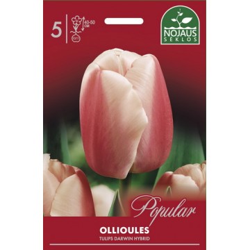 Tulips OLLIOULES