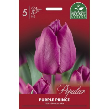 Tulips PURPLE PRINCE