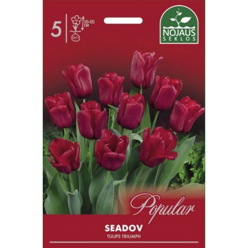 Tulips SEADOV
