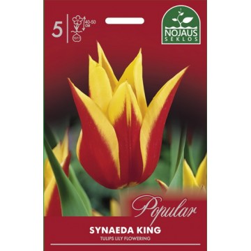 Tulips SYNAEDA KING