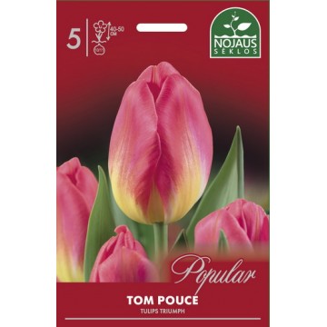 Tulips TOM POUCE