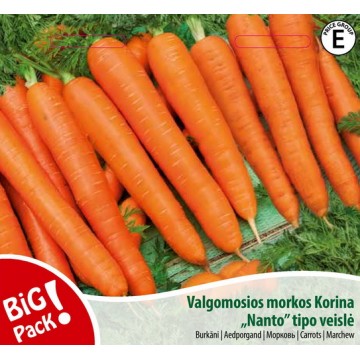 Carrots Korina