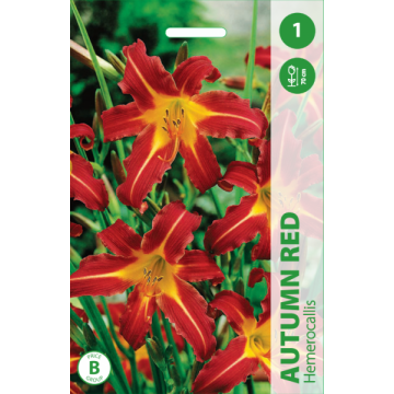 Daylily Autumn Red