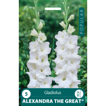 Gladiolus Alexandra the Great