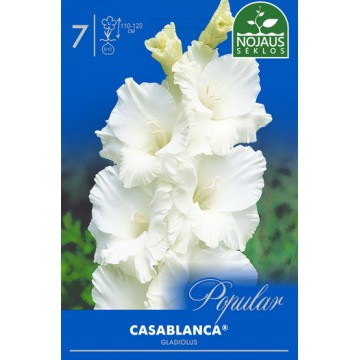 Gladiolus Casablanca