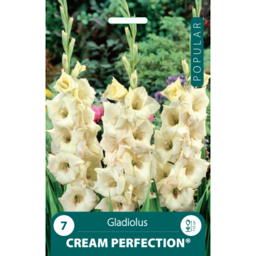 Gladiolus Cream perfection