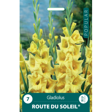 Gladiolus Route du Soleil