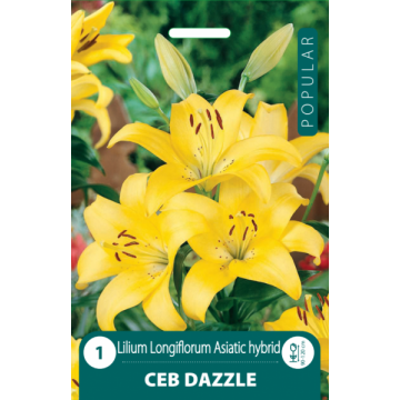 Lilies Dazzle