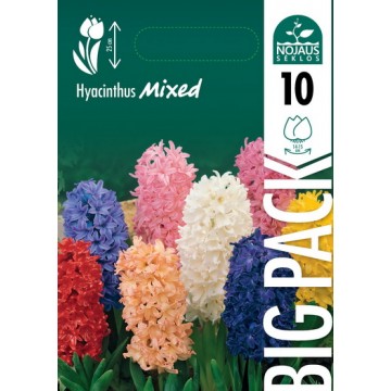Hyacinthus BIG PACK MIX