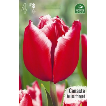 Tulips CANASTA