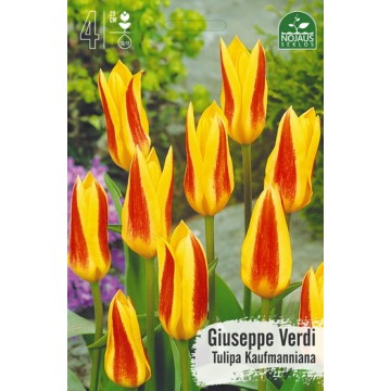 Tulips GIUSEPPE VERDI