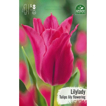 Tulips LILYLADY
