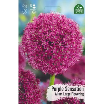 Allium PURPLE SENSATION...