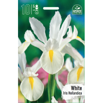 Iris WHITE BEST SELLER