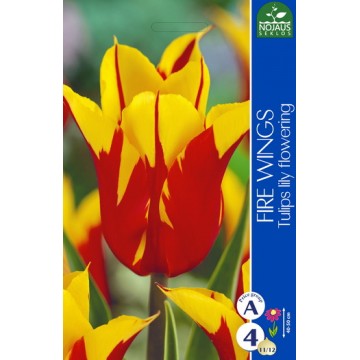 Tulips FIRE WINGS