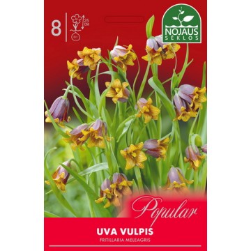Fritillaria UVA VULPIS