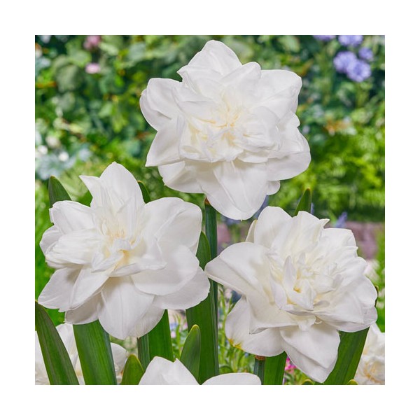 NARCISSUS DOUBLE WHITE MEDAL 5 pcs.