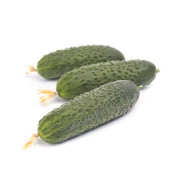 Cucumber ROMARA H 100 seeds