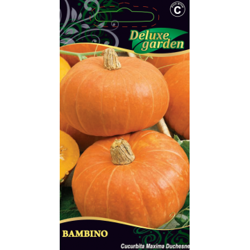 Pumpkin BAMBINO
