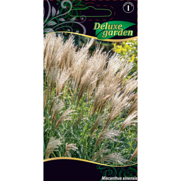 Miscanthus Chinese