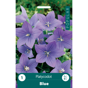 Vivid blue Platycodon 'Grandiflorus Blue' blooms against a lush green background, ideal for sunny garden spots