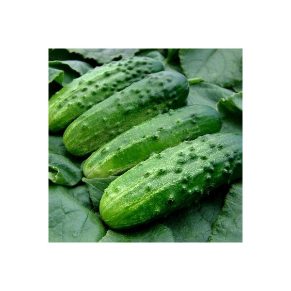 Cucumber RODNIČIOK NATUR H 250g