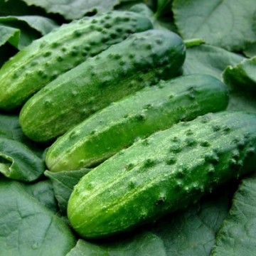 Cucumber RODNICHOK NATUR H...