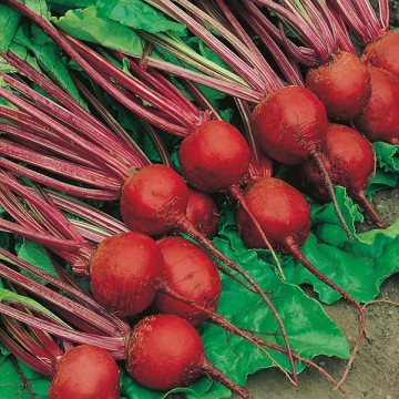 Red beets Detroit 2 500g