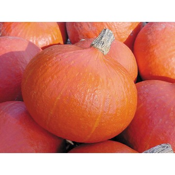 Pumpkins UCHIKI KURI 1kg