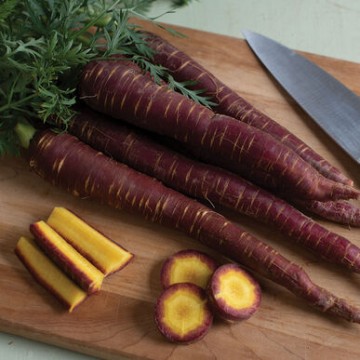 Carrot PURPLE ELITE H 130 s