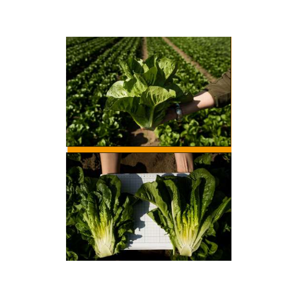 Lettuce-COS SCALA 20 seeds