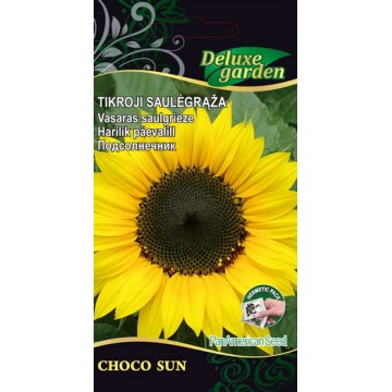 Beach sunflower Choco Sun