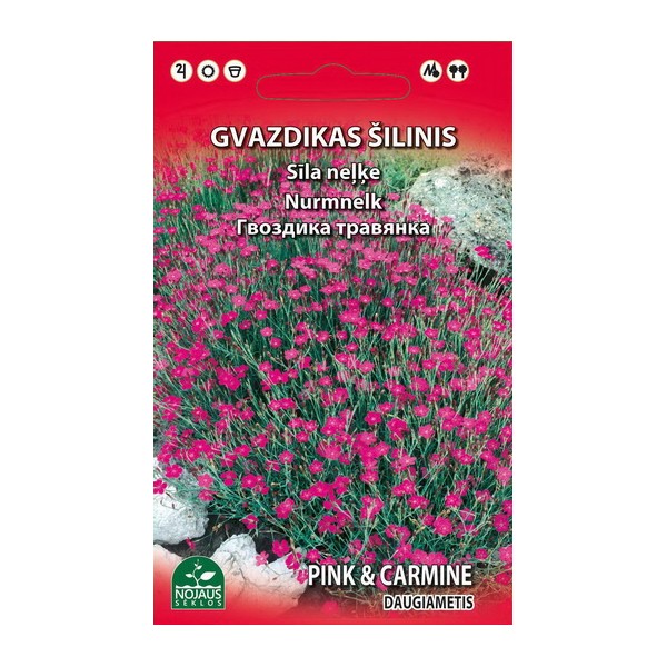 Dianthus pink and charmine