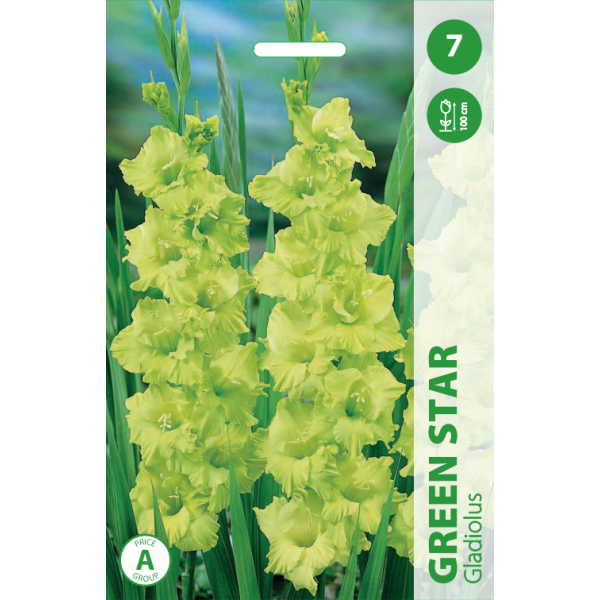 Gladiolus GREEN STAR
