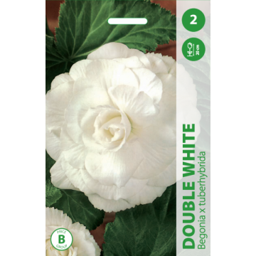 Begonia DOUBLE WHITE