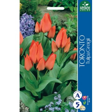 Tulips TORONTO