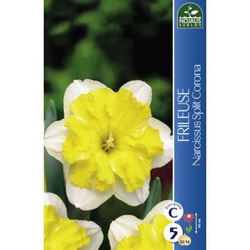 NARCISSUS FRILEUSE