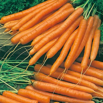 Carrots AMSTERDAM 2 100g