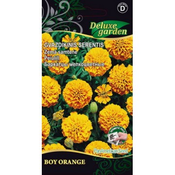 Marigold Boy Orange
