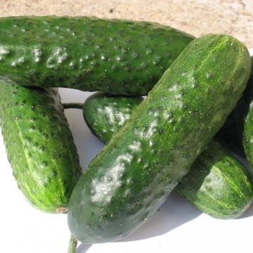 Cucumber Pasalimo H 15s