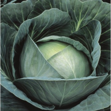 White cabbage Agressor H 30s