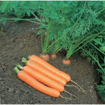 Carrot Champion H 130s