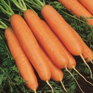 Carrots Yukon H 200s