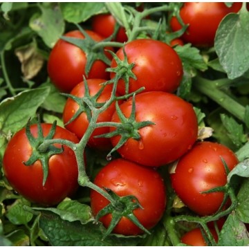 Tomatoes Chibli 10s