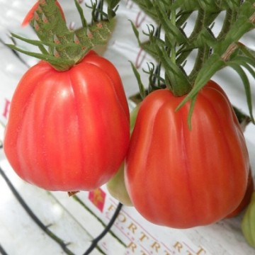 Tomatoes Arawak 8s