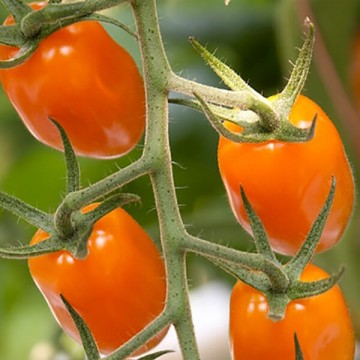 Tomatoes Bambello 5s