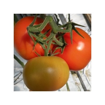 Tomatoes Baribine 8s